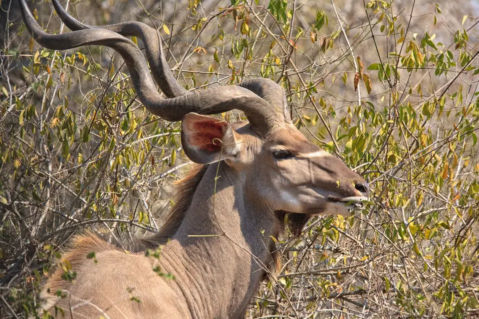 Südafrika_KrugerNP_310.jpg