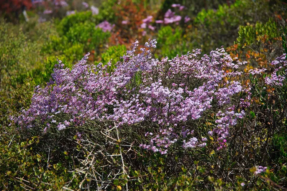 Südafrika_LambertsBay_002.jpg