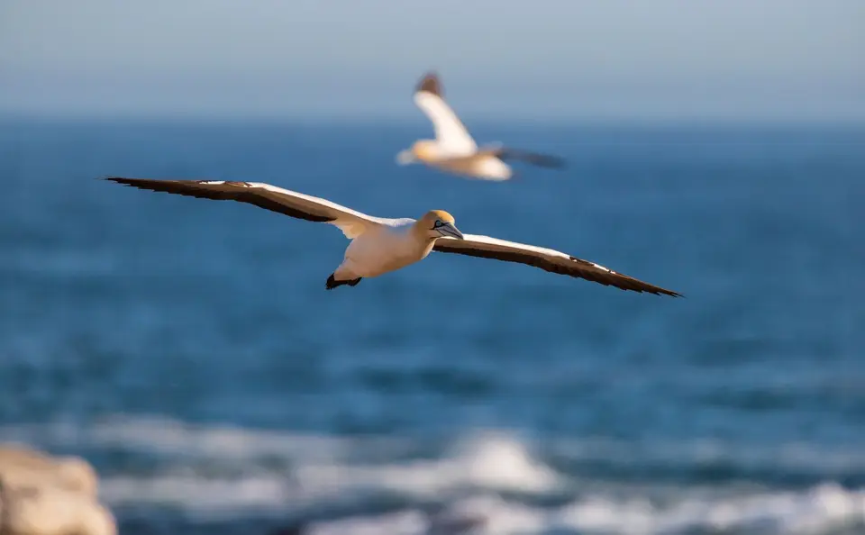 Südafrika_LambertsBay_083.jpg