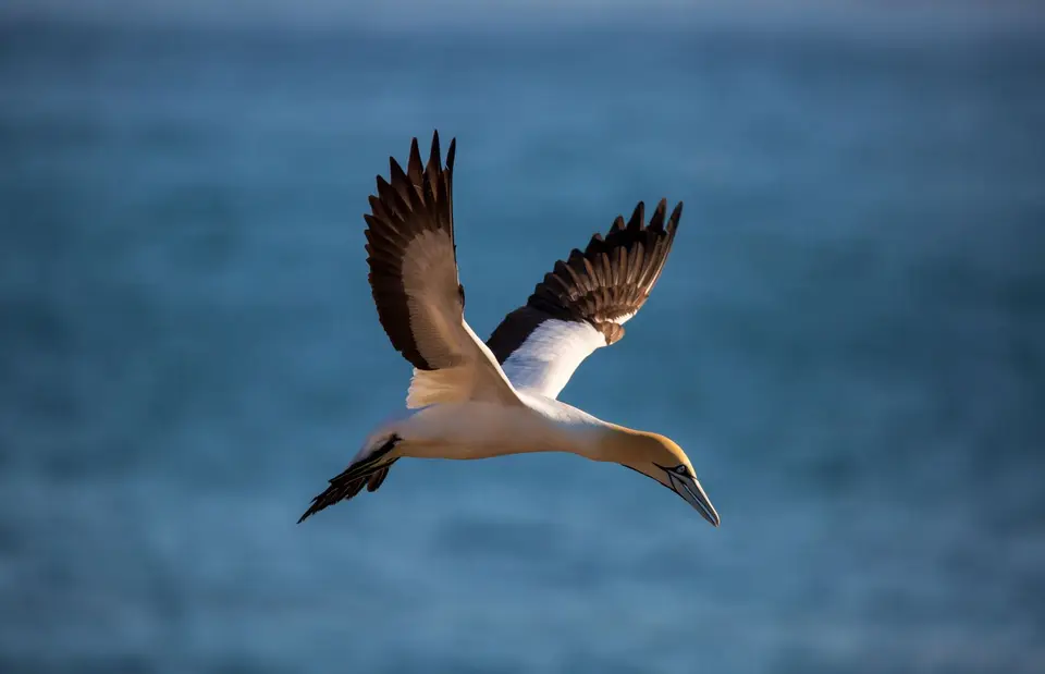 Südafrika_LambertsBay_092.jpg