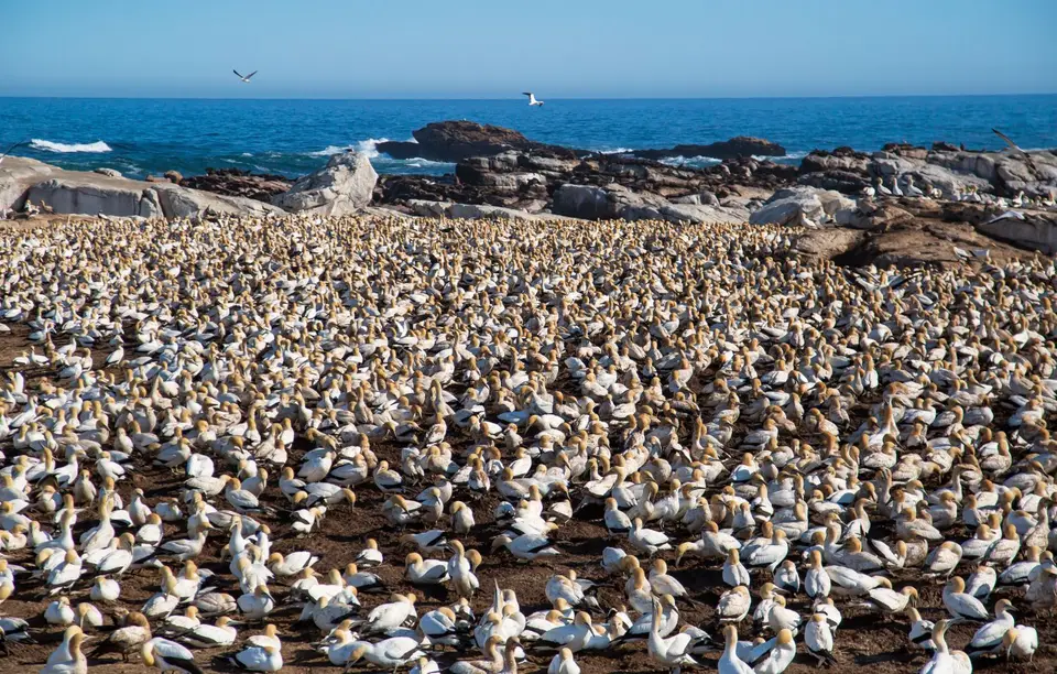 Südafrika_LambertsBay_159.jpg