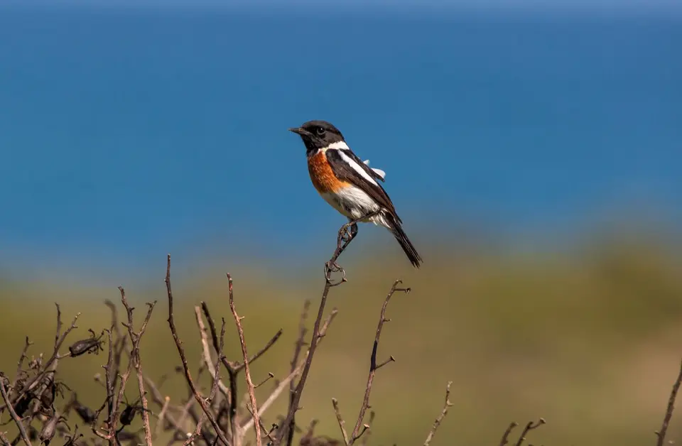 Südafrika_LambertsBay_180.jpg