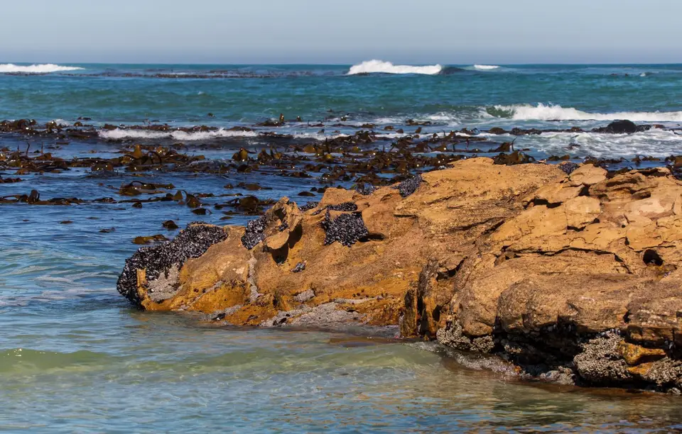 Südafrika_LambertsBay_192.jpg