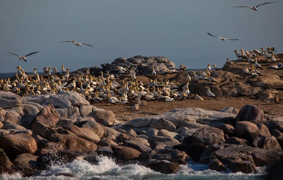 Südafrika_LambertsBay_221.jpg