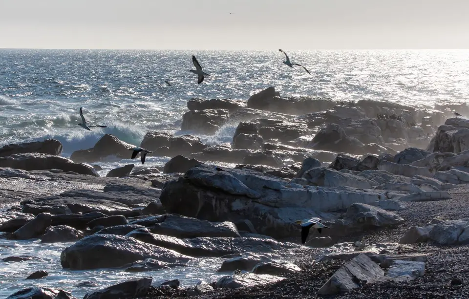 Südafrika_LambertsBay_255.jpg