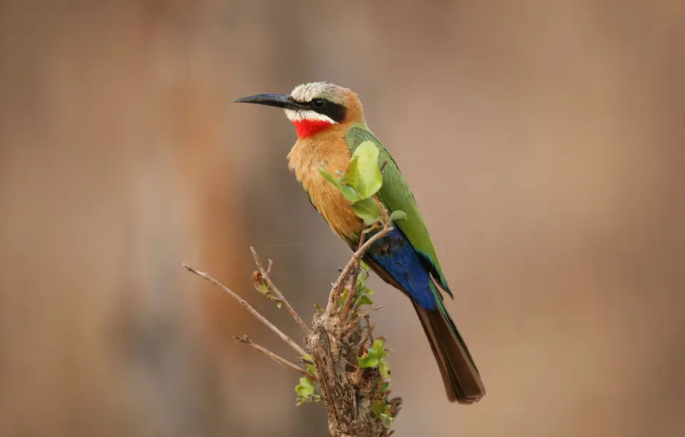 Südafrika_MarakeleNP_017.jpg