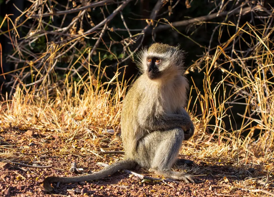 Südafrika_MarakeleNP_018.jpg