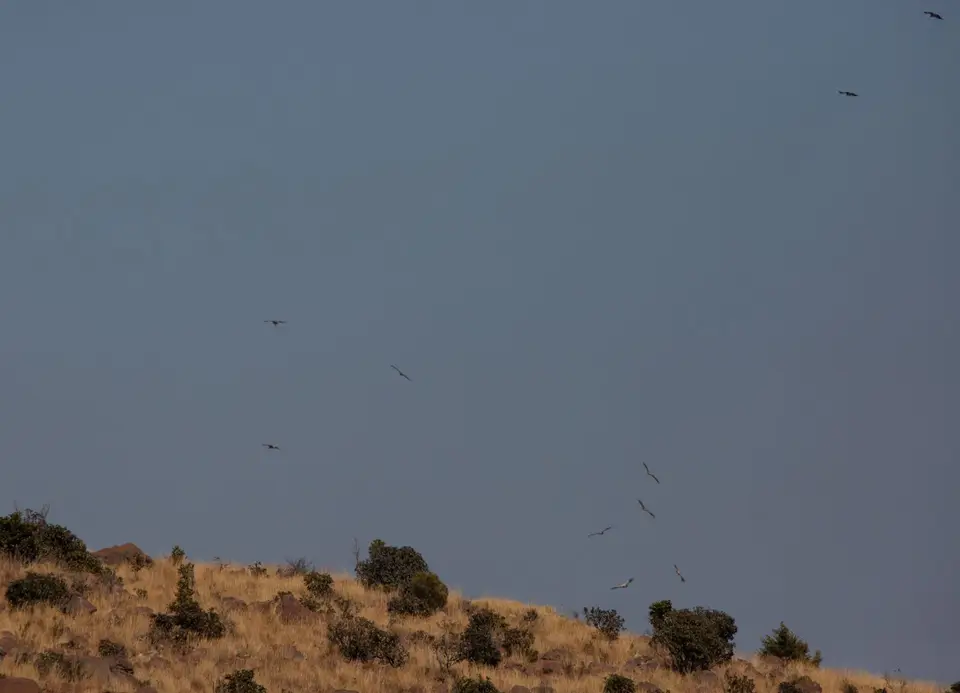 Südafrika_MarakeleNP_027.jpg