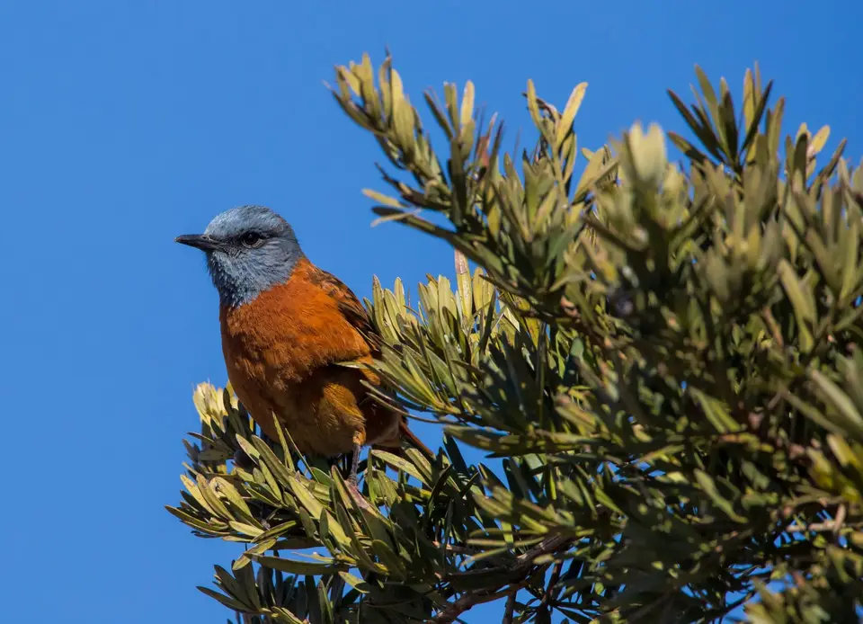 Südafrika_MarakeleNP_030.jpg