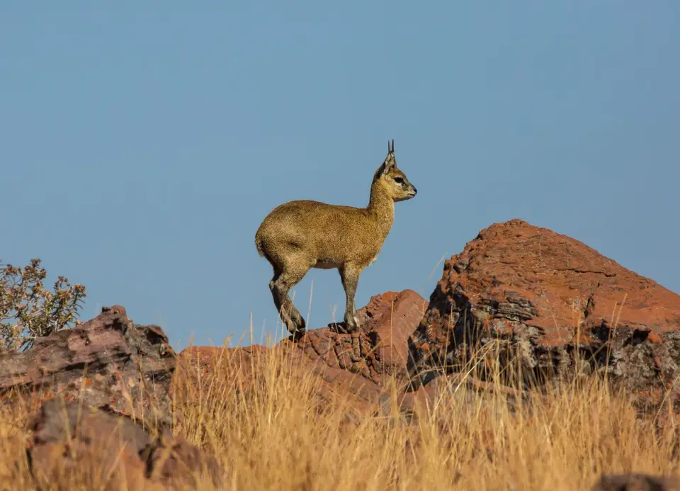 Südafrika_MarakeleNP_033.jpg