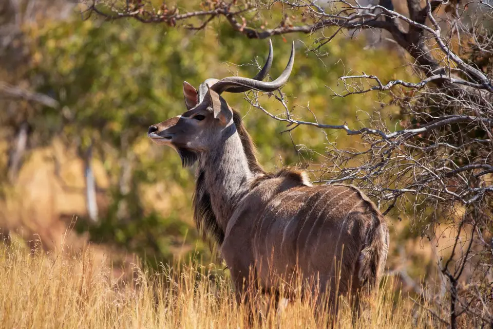 Südafrika_MarakeleNP_037.jpg