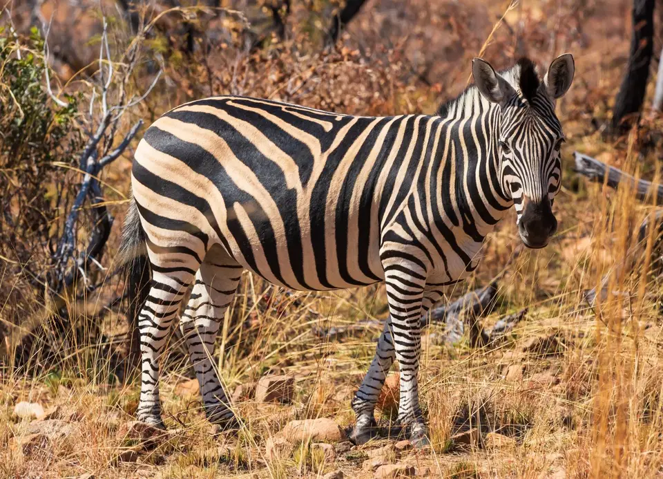 Südafrika_MarakeleNP_039.jpg