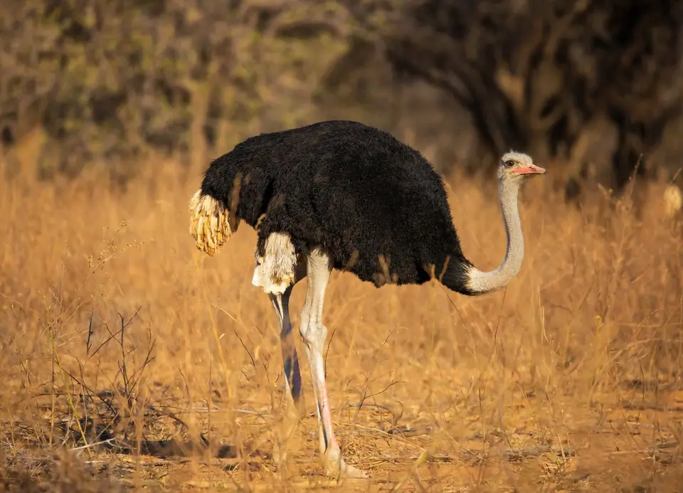 Südafrika_MarakeleNP_054.jpg