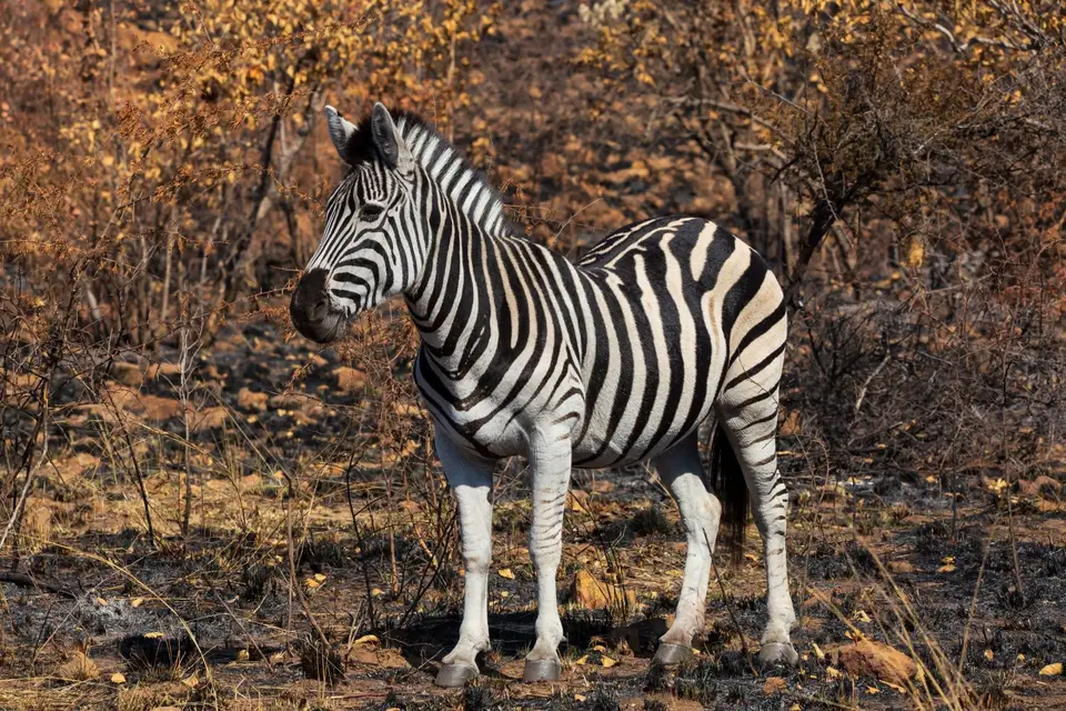 Südafrika_MarakeleNP_061.jpg