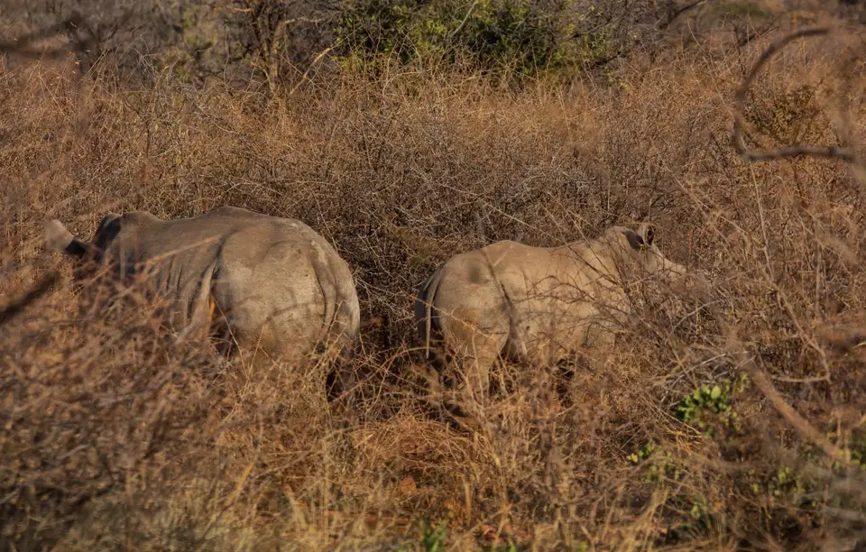 Südafrika_MarakeleNP_071.jpg