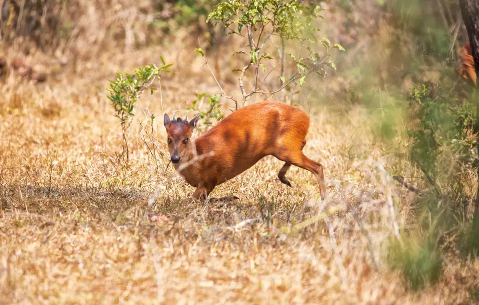 Südafrika_Mkuze_01.jpg