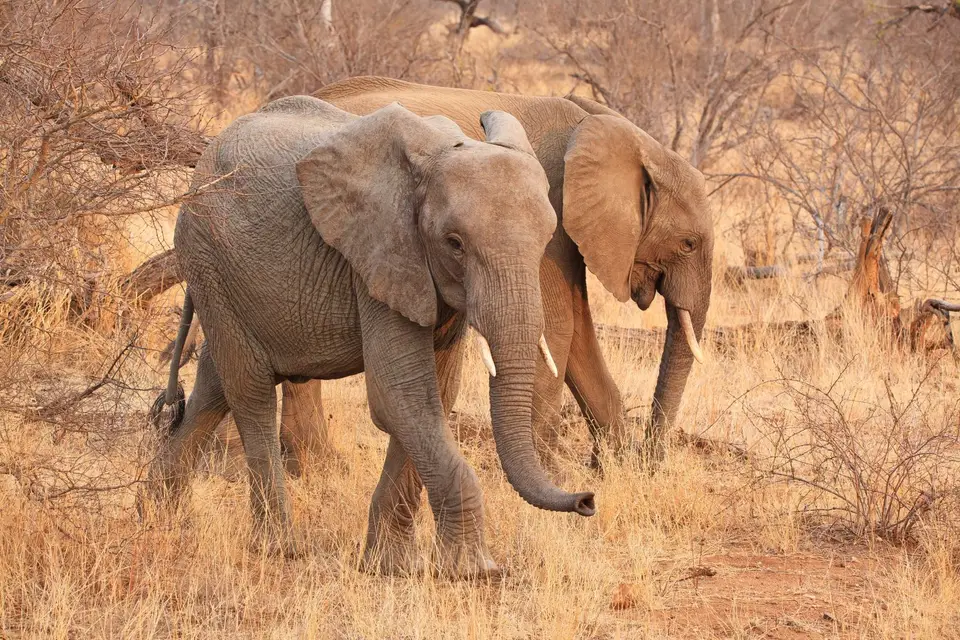 Südafrika_Mohlabetsi_31.jpg