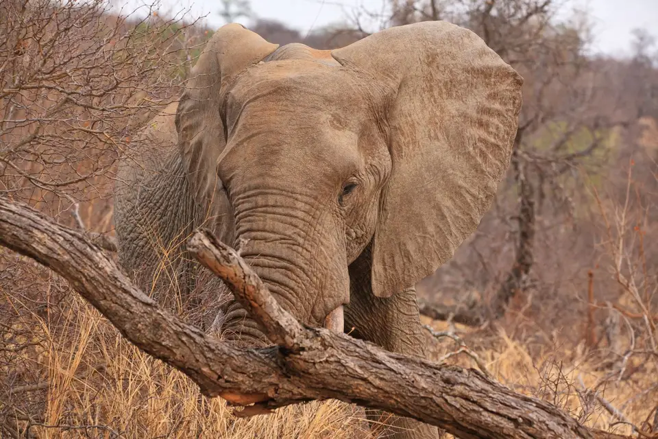 Südafrika_Mohlabetsi_32.jpg
