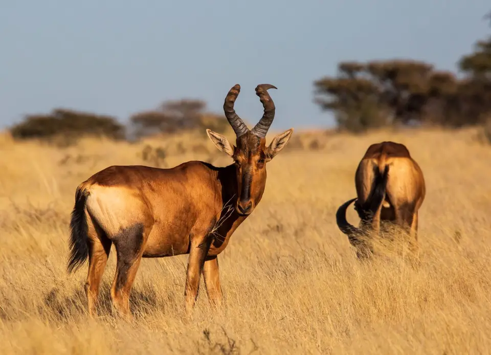 Südafrika_MokalaNP_008.jpg