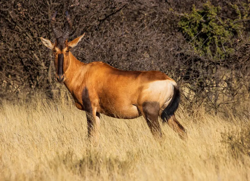 Südafrika_MokalaNP_010.jpg