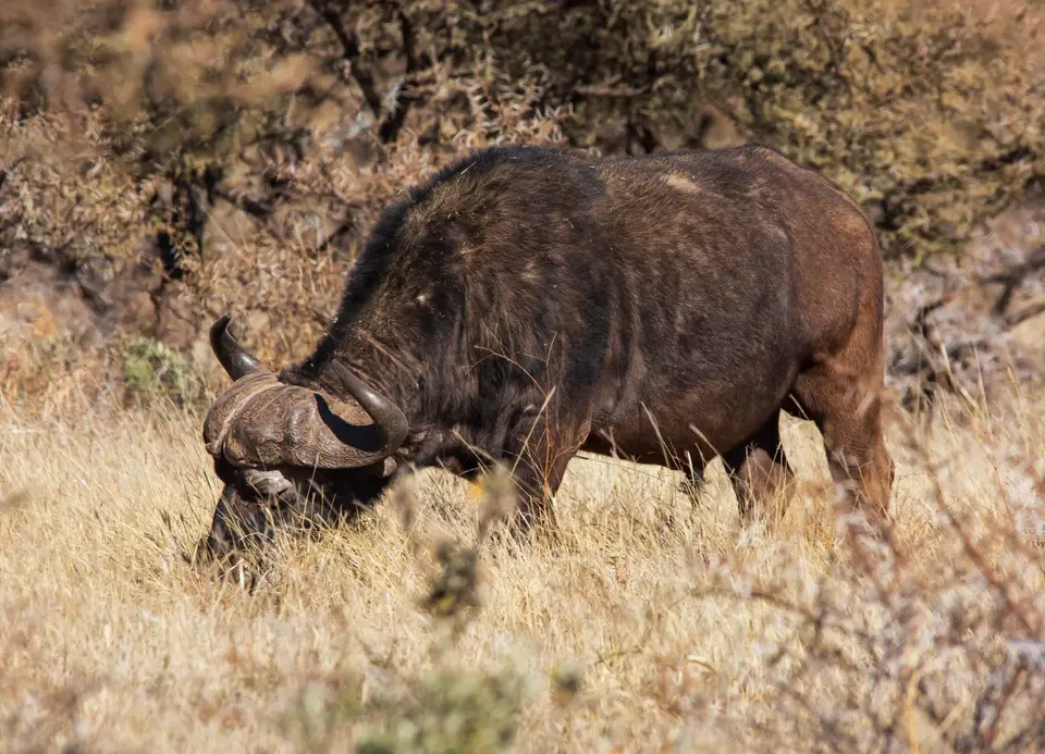 Südafrika_MokalaNP_013.jpg
