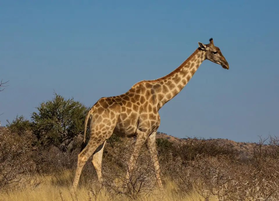 Südafrika_MokalaNP_022.jpg