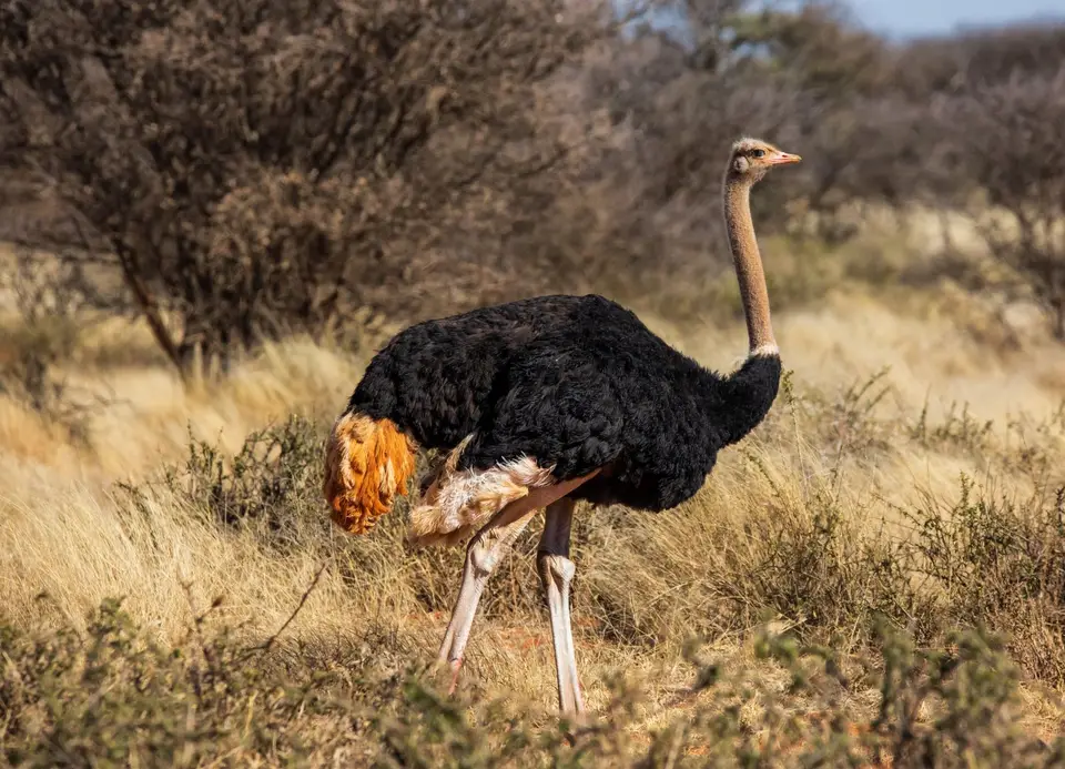 Südafrika_MokalaNP_025.jpg