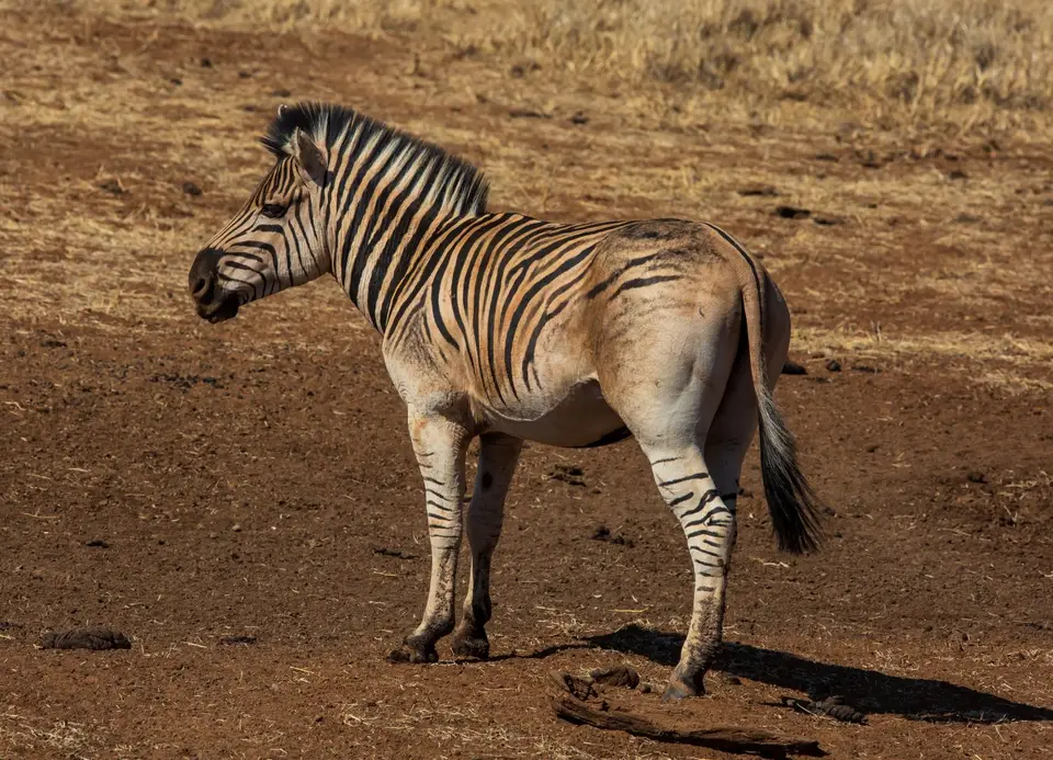 Südafrika_MokalaNP_027.jpg