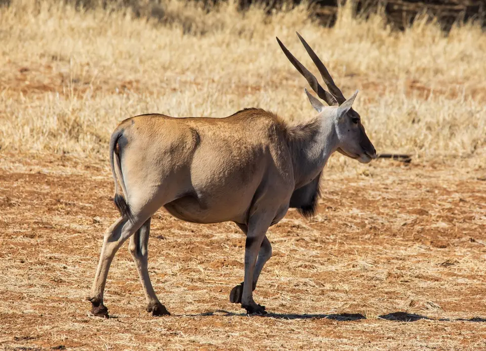 Südafrika_MokalaNP_029.jpg