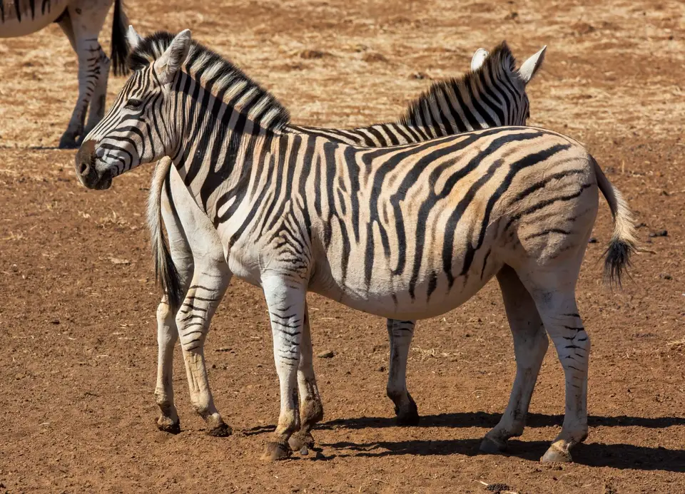 Südafrika_MokalaNP_030.jpg