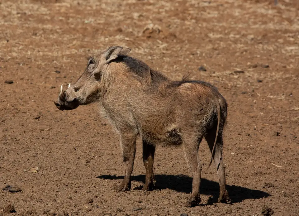 Südafrika_MokalaNP_044.jpg