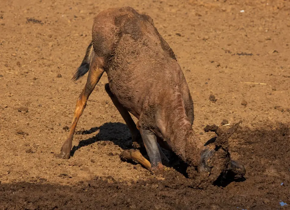 Südafrika_MokalaNP_070.jpg