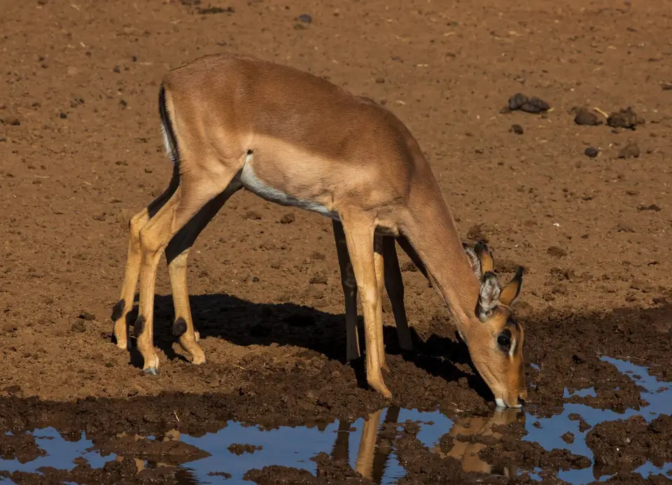 Südafrika_MokalaNP_075.jpg