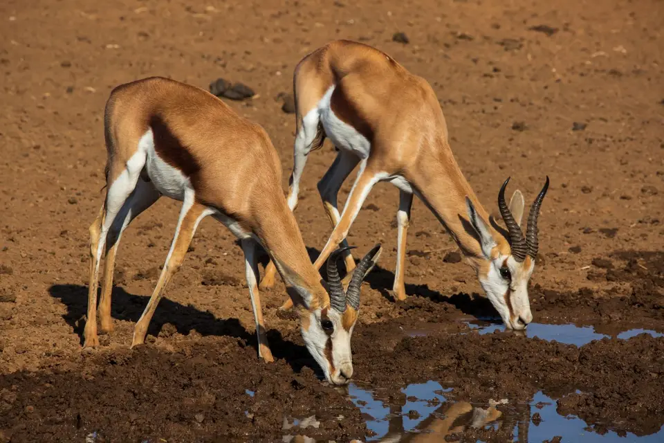 Südafrika_MokalaNP_080.jpg