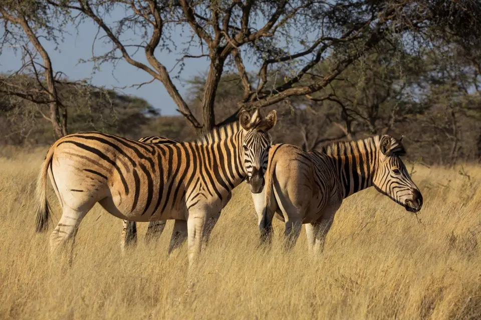 Südafrika_MokalaNP_087.jpg