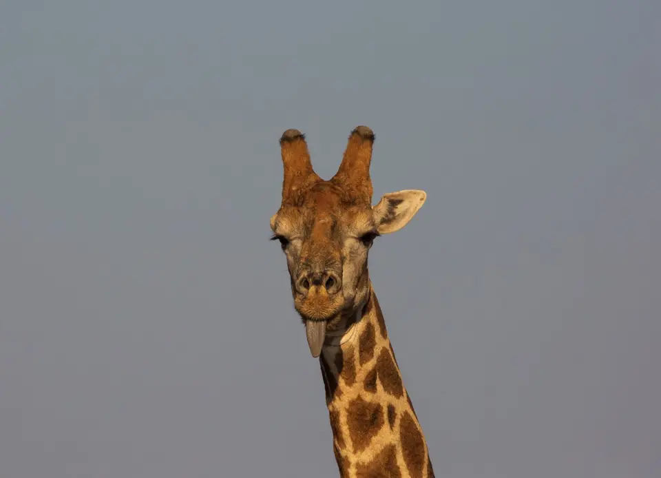 Südafrika_MokalaNP_090.jpg