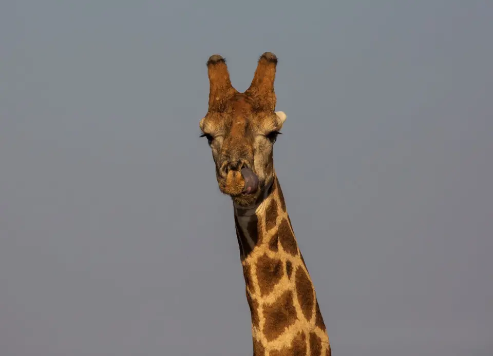 Südafrika_MokalaNP_091.jpg