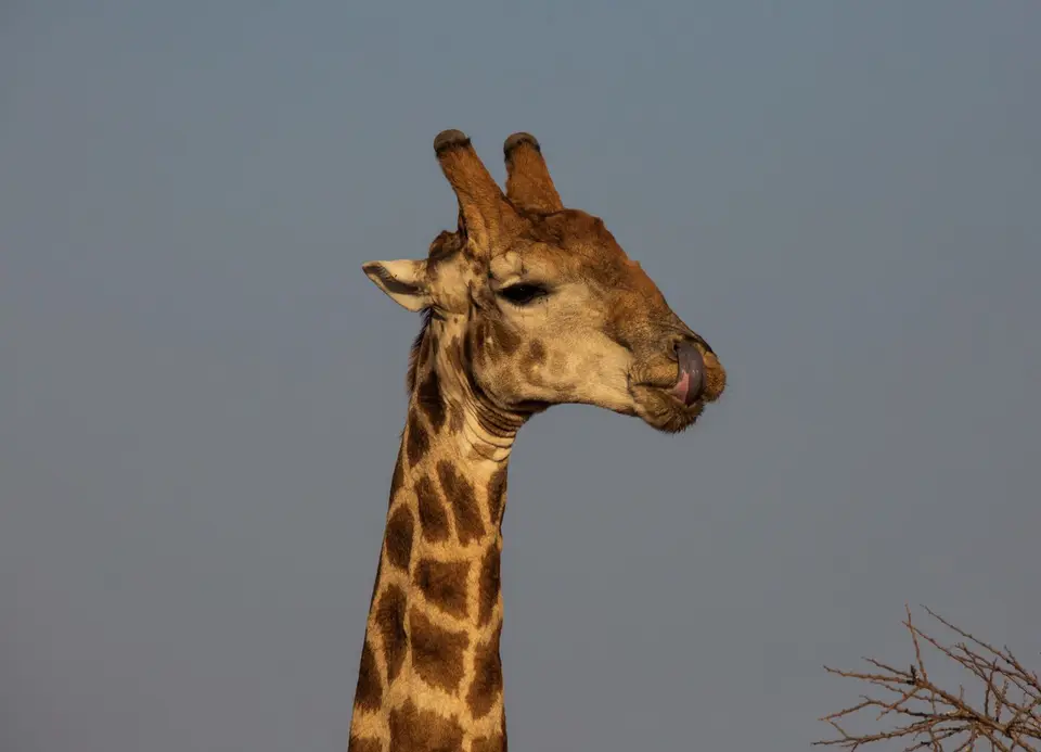 Südafrika_MokalaNP_093.jpg