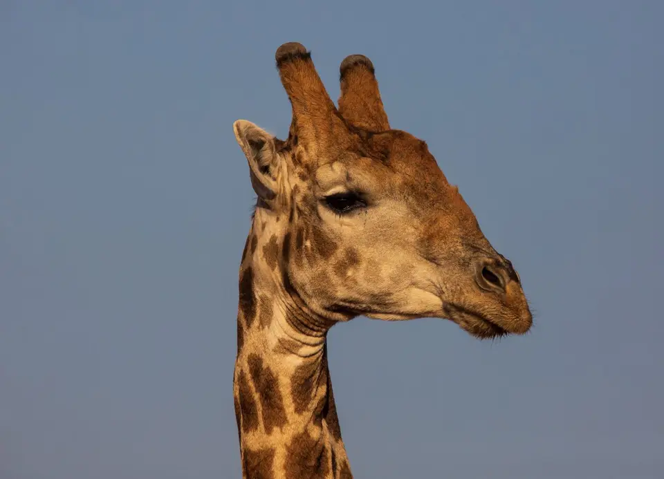 Südafrika_MokalaNP_096.jpg