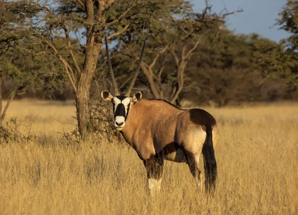 Südafrika_MokalaNP_099.jpg