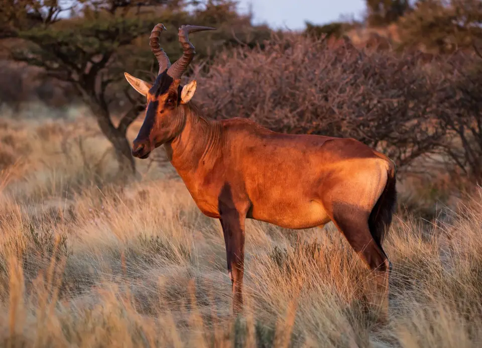 Südafrika_MokalaNP_103.jpg