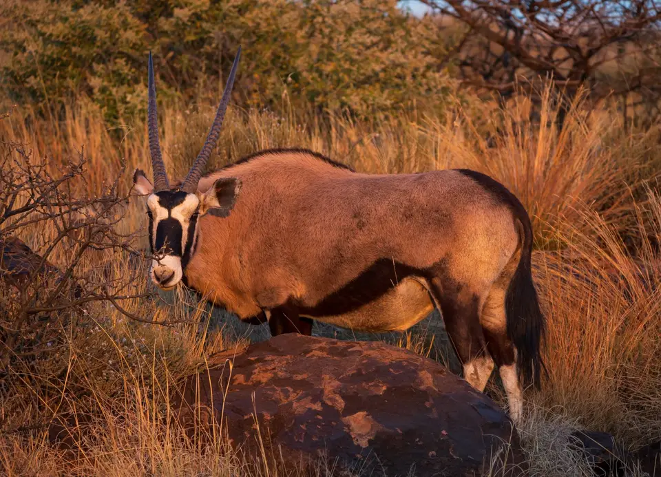 Südafrika_MokalaNP_106.jpg