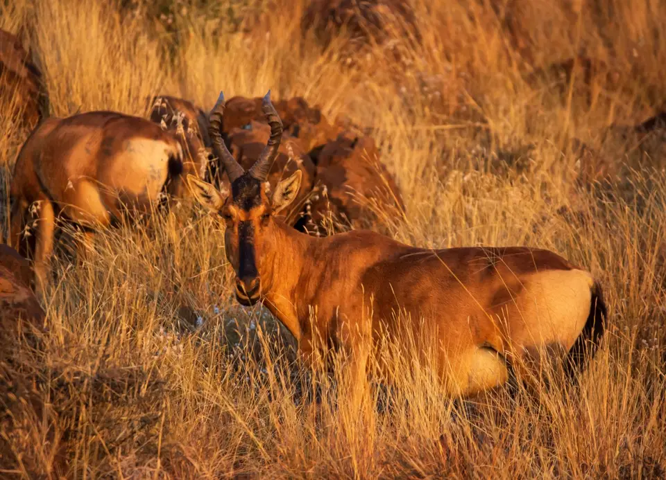 Südafrika_MokalaNP_107.jpg