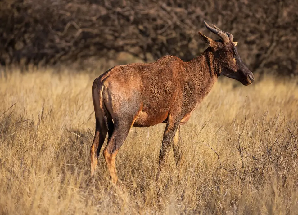 Südafrika_MokalaNP_110.jpg