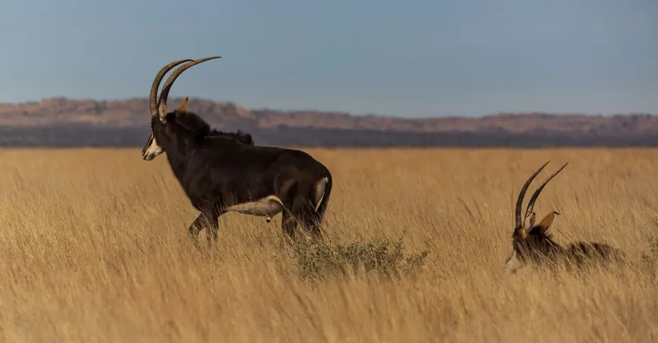 Südafrika_MokalaNP_114.jpg