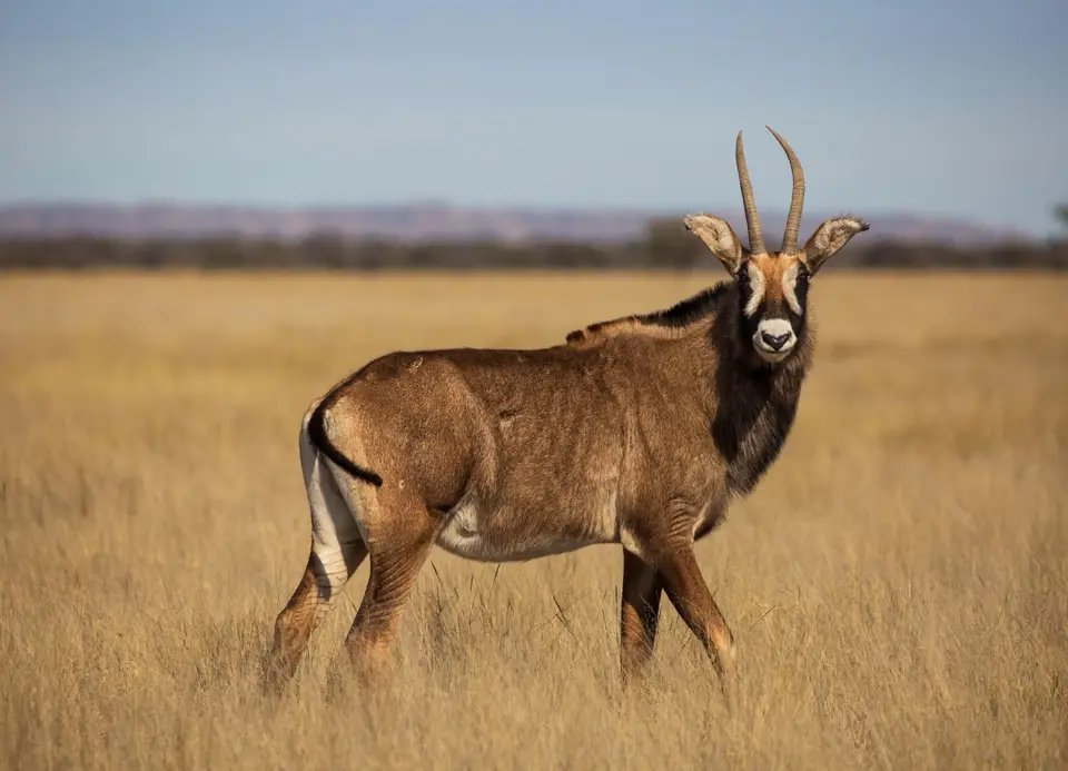 Südafrika_MokalaNP_126.jpg