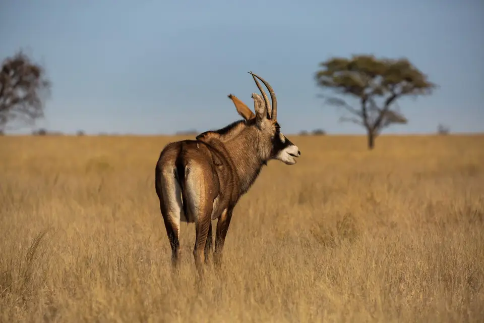Südafrika_MokalaNP_129.jpg