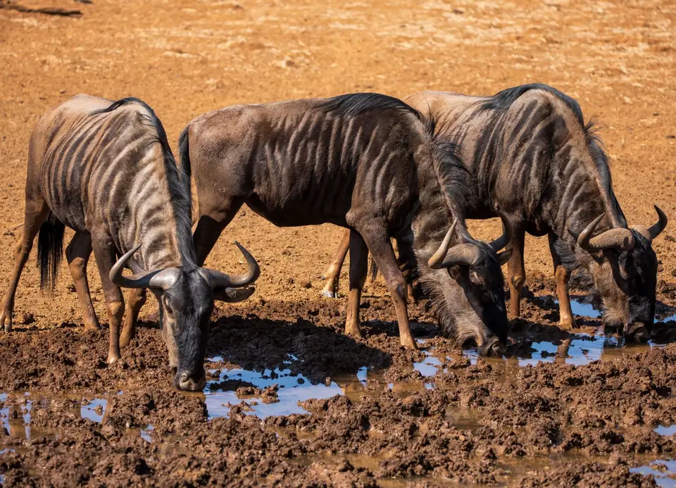 Südafrika_MokalaNP_145.jpg