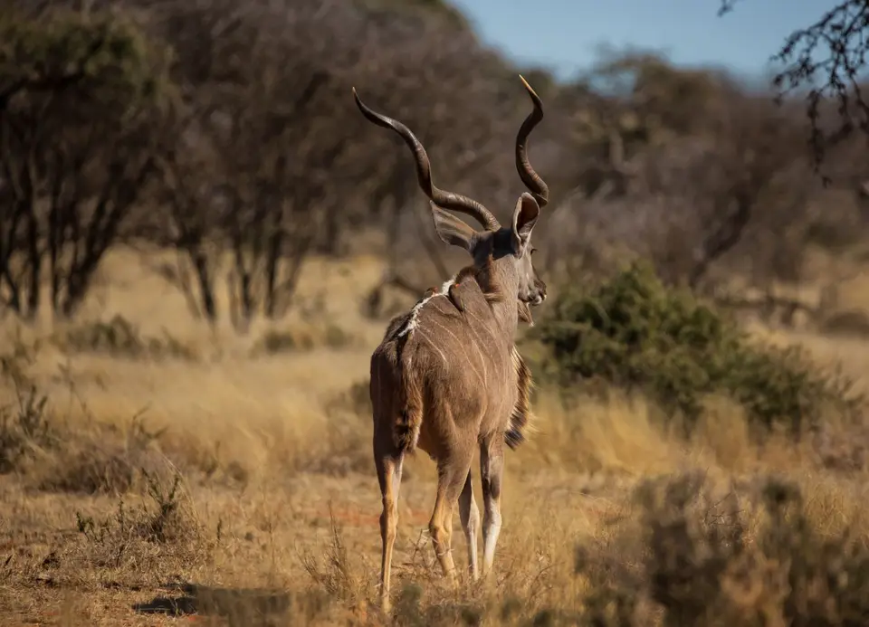 Südafrika_MokalaNP_151.jpg