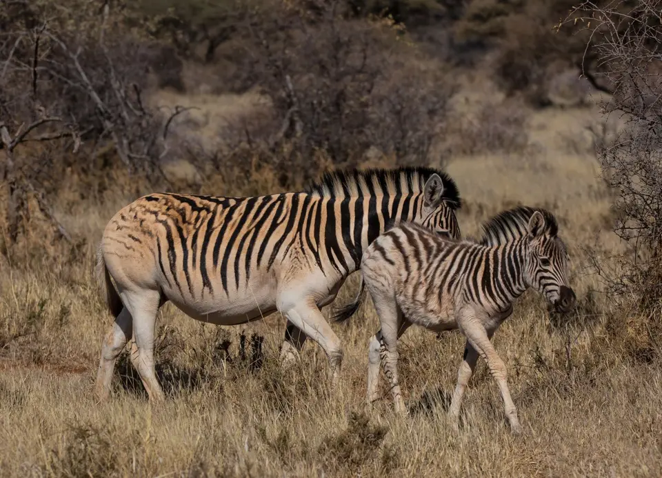 Südafrika_MokalaNP_166.jpg